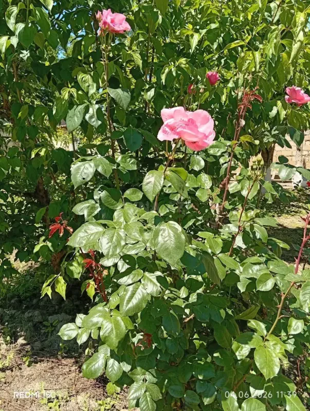 Kirayə verilir 1 otaqlı həyət evi 16 m²