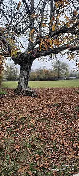 Satılır torpaq sahəsi 25 m² — Oğuz 25.00 m²