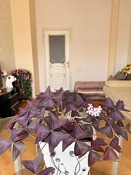 Kirayə verilir 2 otaqlı mənzil 60 m² — Bakı, Əhmədli 2 otaq 60.00 m²