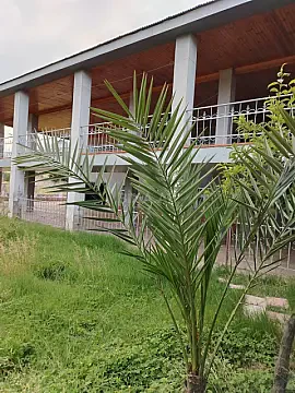 Kirayə verilir 5 otaqlı həyət evi 600 m² — Masallı 5 otaq 600.00 m²