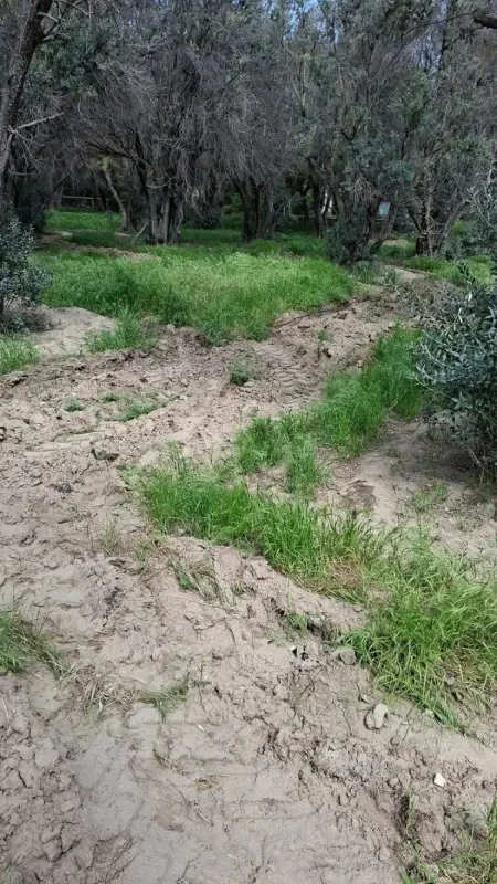 Satılır torpaq sahəsi 5 m²