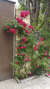 Kirayə verilir 4 otaqlı həyət evi 140 m² — Quba 4 otaq 140.00 m²