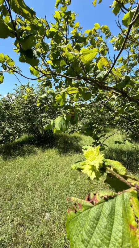 Satılır torpaq sahəsi 149.6 m²
