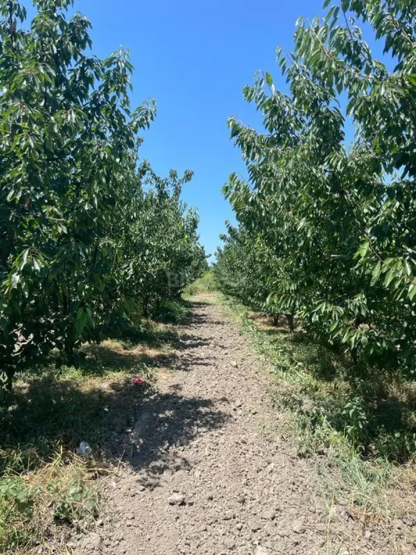 Satılır torpaq sahəsi 2500 m²