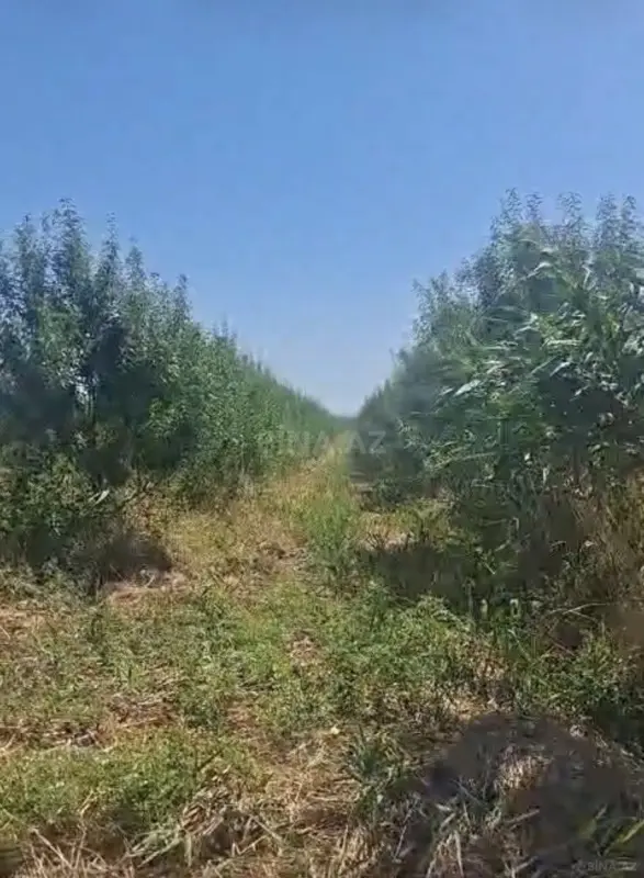 Satılır obyekt 5000 m²