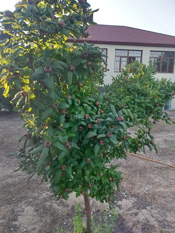 Satılır torpaq sahəsi 5 m²