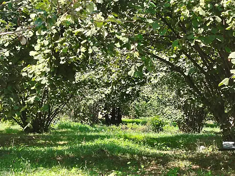 Satılır torpaq sahəsi 55 m² — Qəbələ 55.00 m²