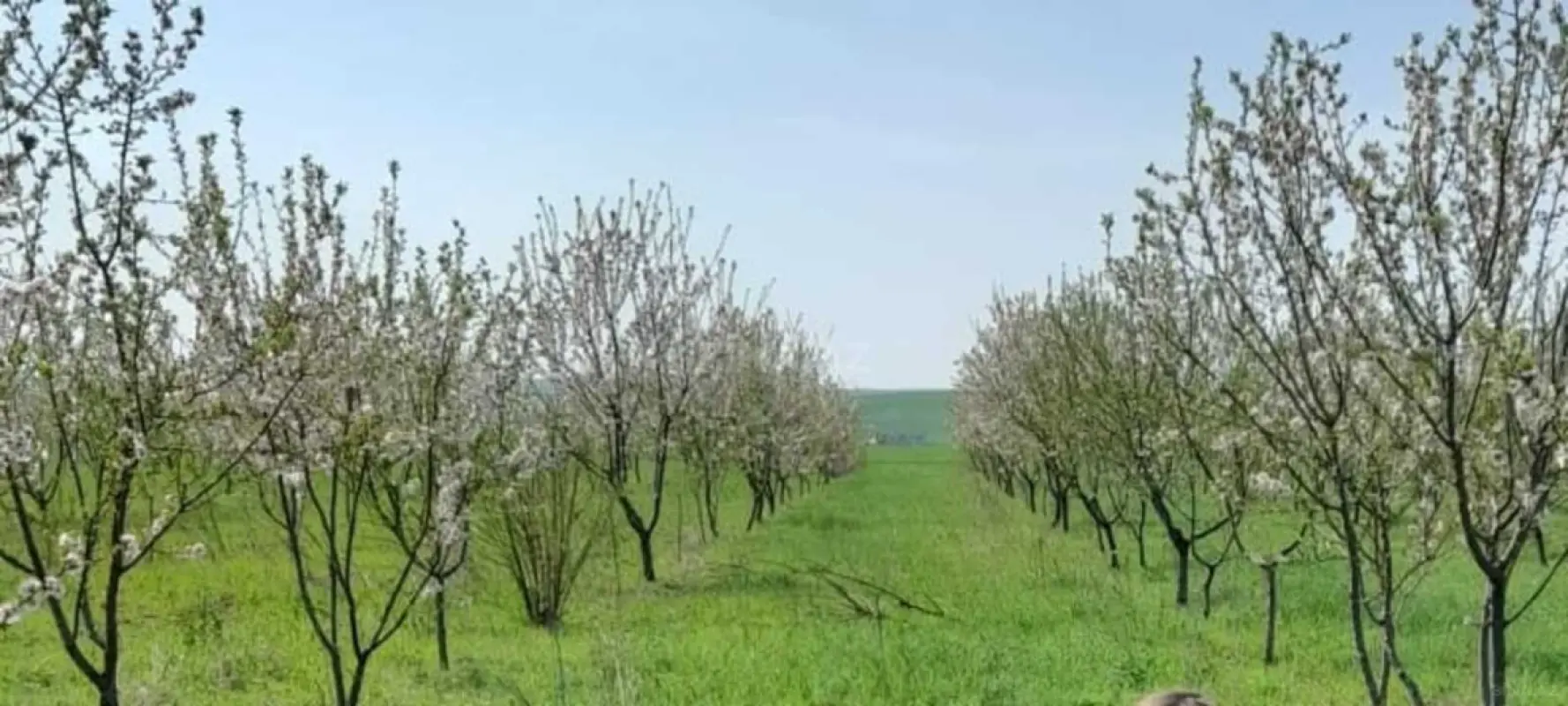 Satılır torpaq sahəsi 1200 m²