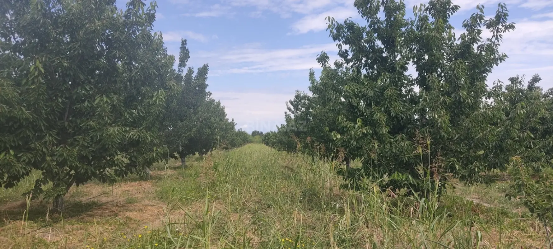 Satılır torpaq sahəsi 231 m²