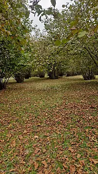 Satılır torpaq sahəsi 77 m² — Qəbələ 77.00 m²