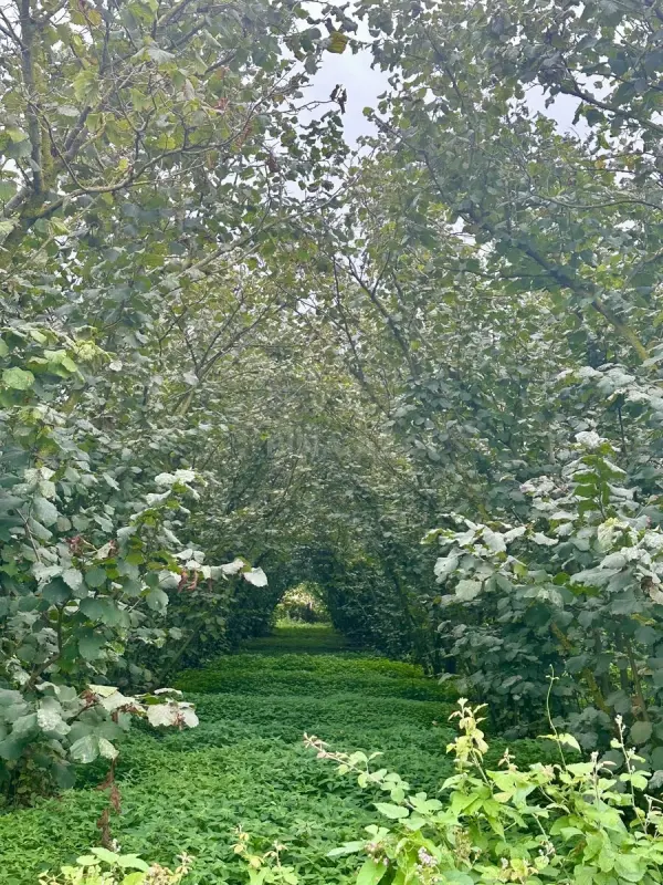 Satılır torpaq sahəsi 13 m²