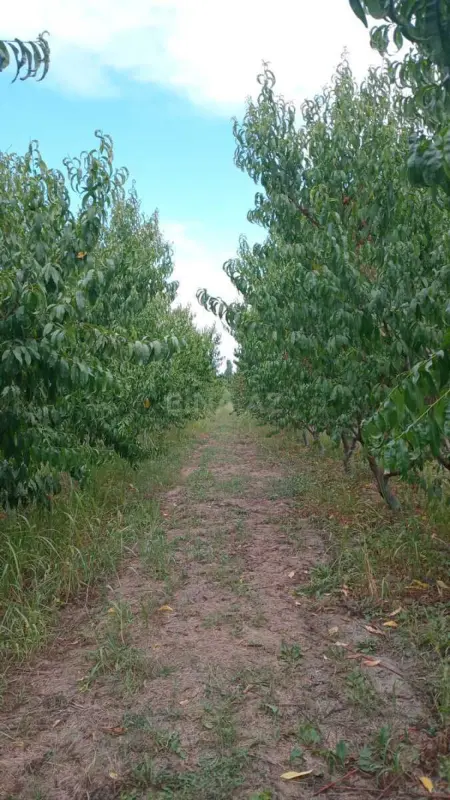 Satılır obyekt 40000 m²