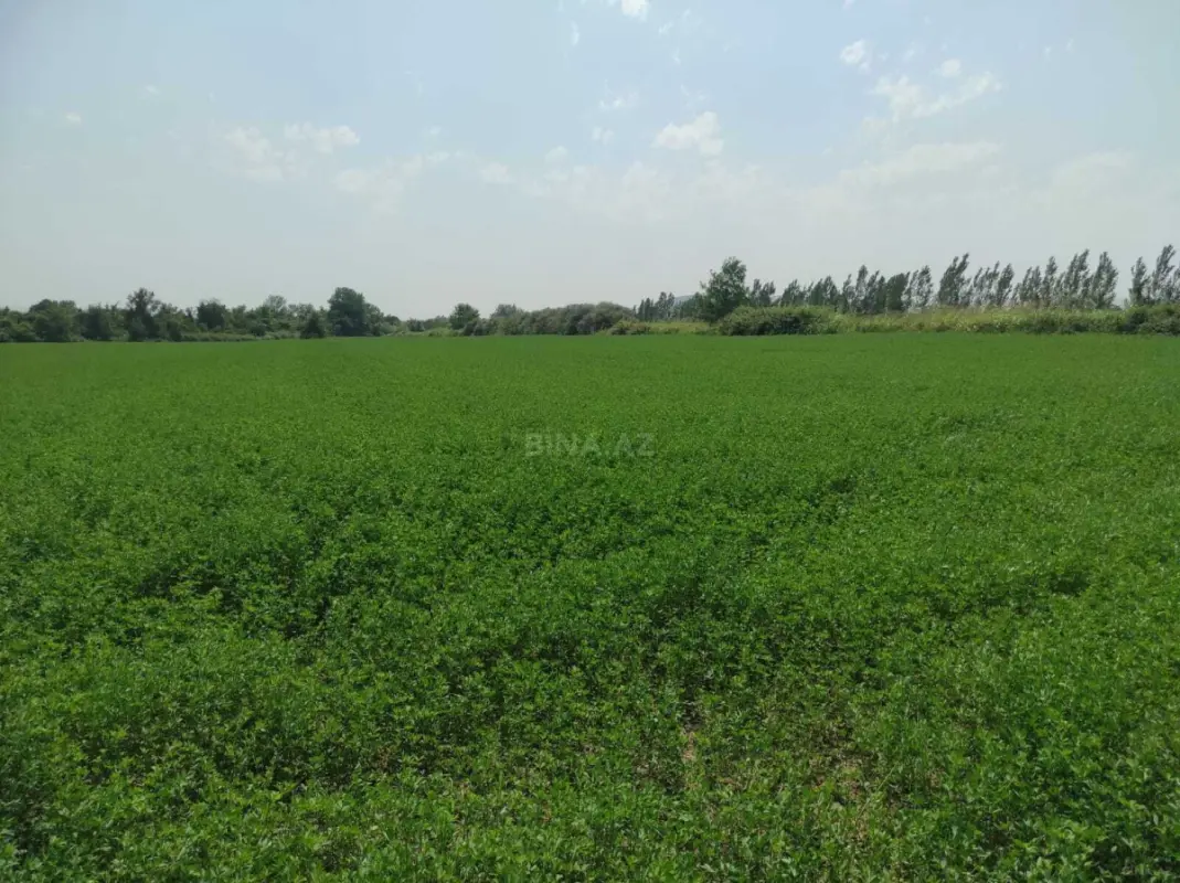 Satılır torpaq sahəsi 237 m²