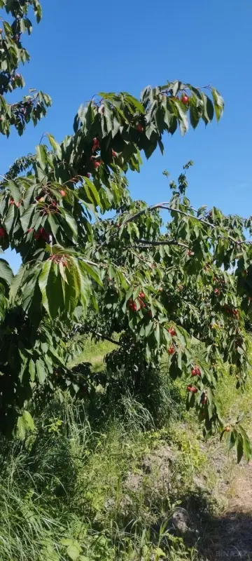 Satılır torpaq sahəsi 115 m²