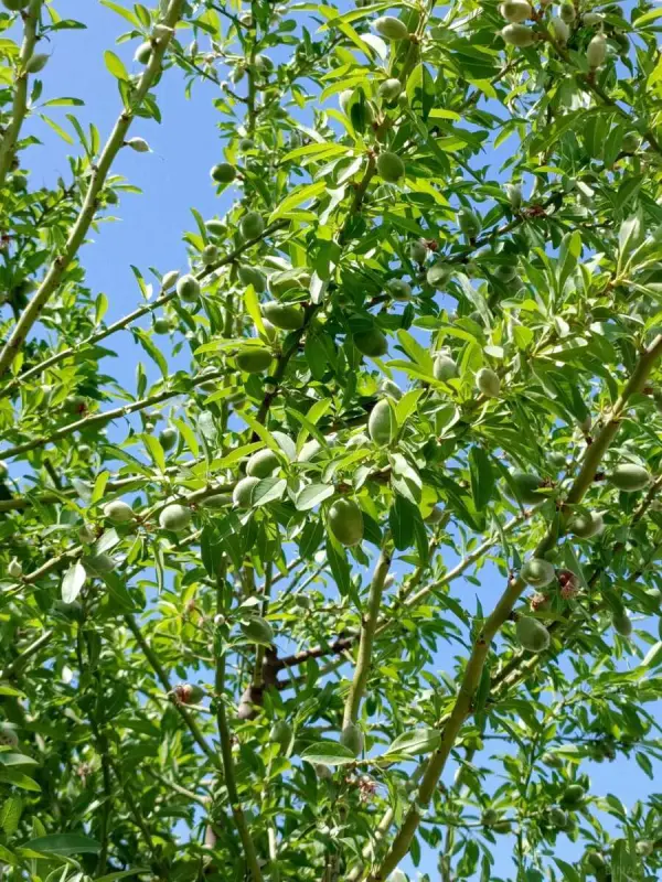 Satılır torpaq sahəsi 24 m²