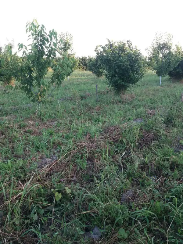 Satılır torpaq sahəsi 100 m²