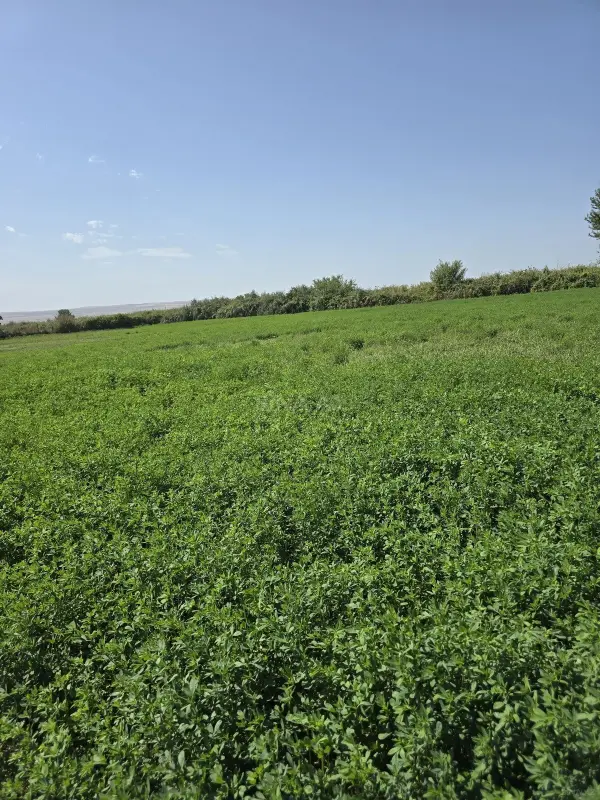 Satılır torpaq sahəsi 500 m²