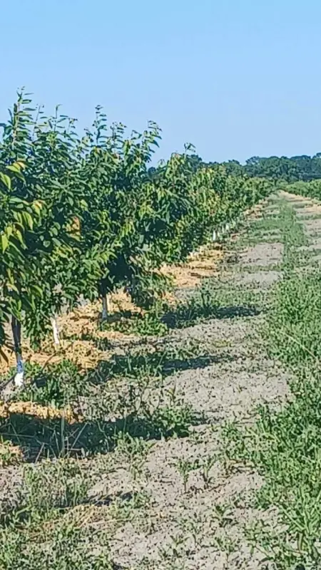 Satılır torpaq sahəsi 450 m²