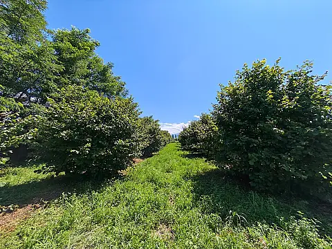 Satılır torpaq sahəsi 100 m² — Zaqatala 100.00 m²