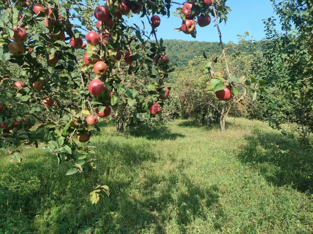 Satılır torpaq sahəsi 36 m²
