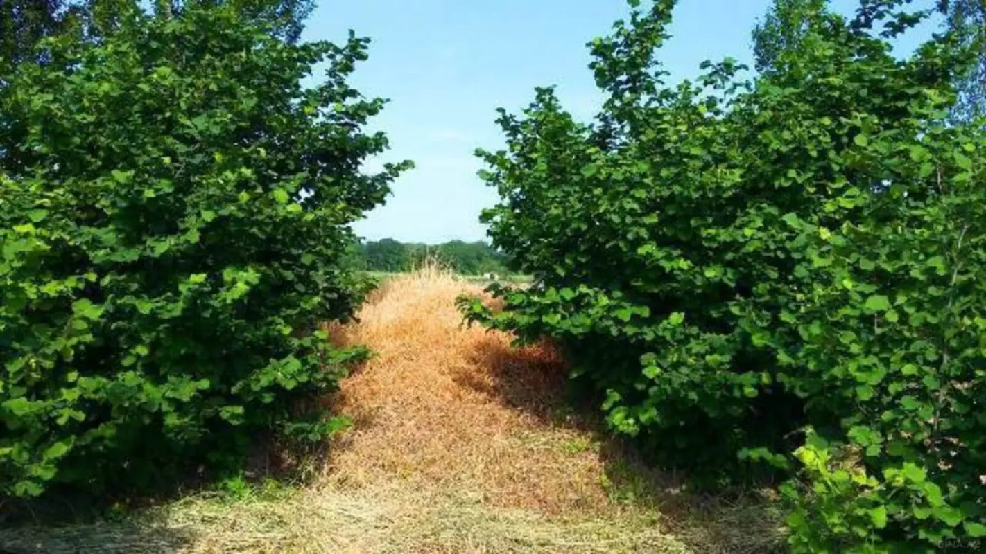Satılır torpaq sahəsi 60 m²