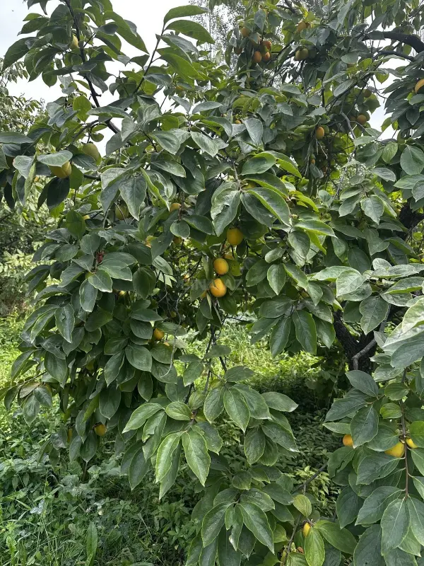 Satılır torpaq sahəsi 31 m²