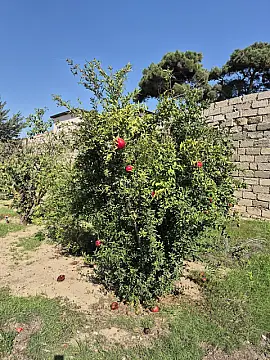 Satılır torpaq sahəsi 11.7 m² — Bakı 11.70 m²