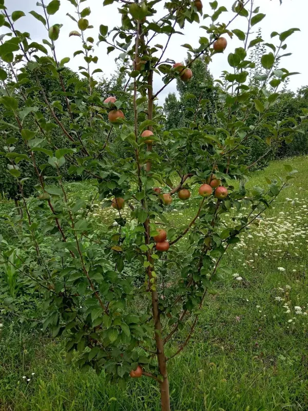 Satılır torpaq sahəsi 30 m²