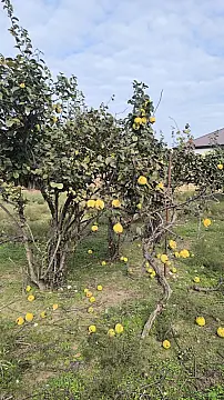 Satılır torpaq sahəsi 3 m² — Bakı, Görədil 3.00 m²