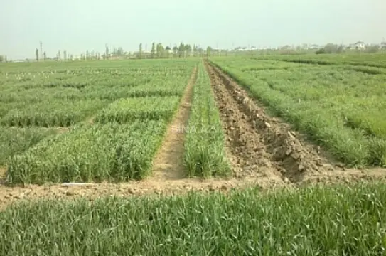 Satılır torpaq sahəsi 200 m² — Siyəzən 200.00 m²