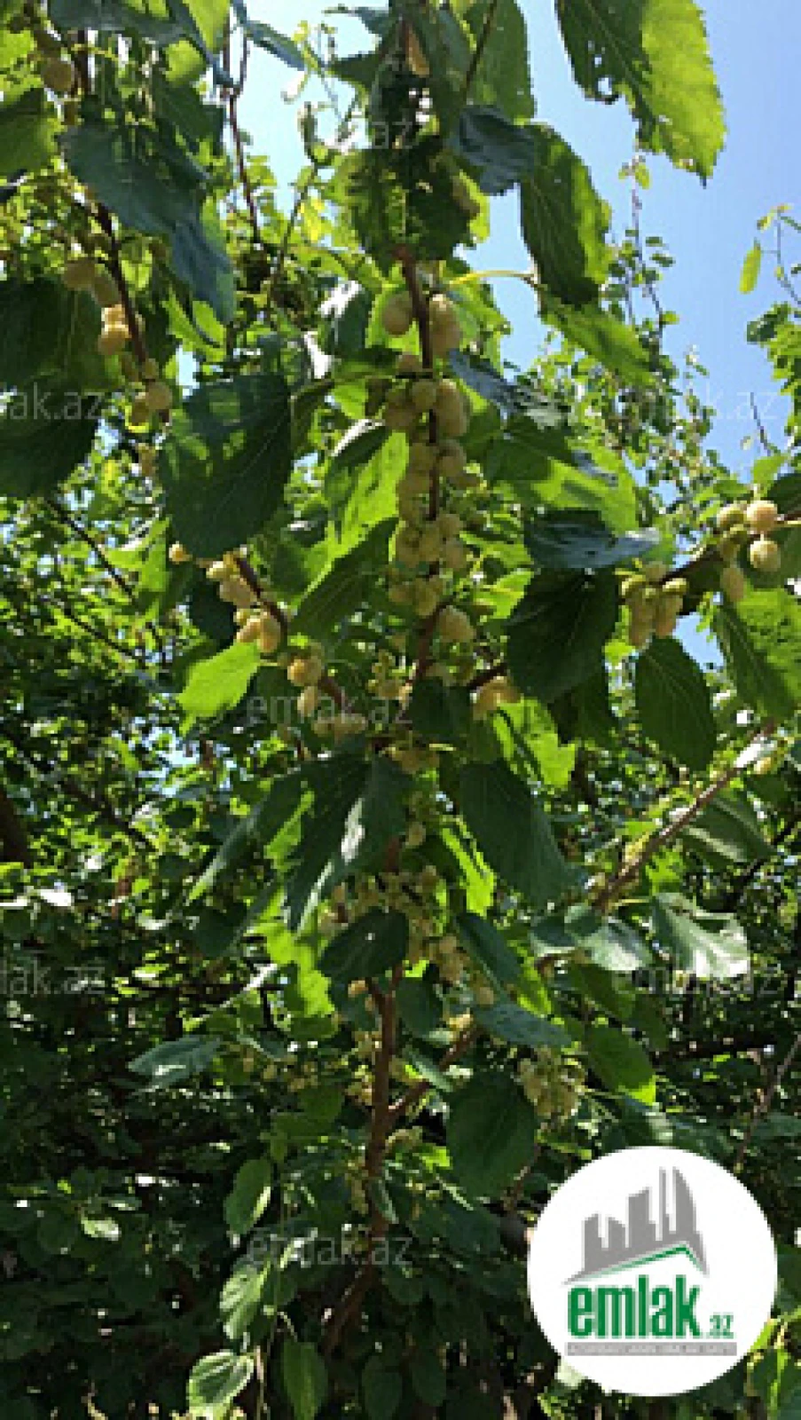 Satılır 5 otaqlı mənzil 220 m²