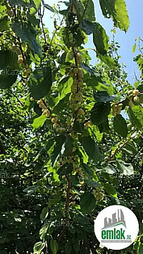 Satılır 5 otaqlı mənzil 220 m²