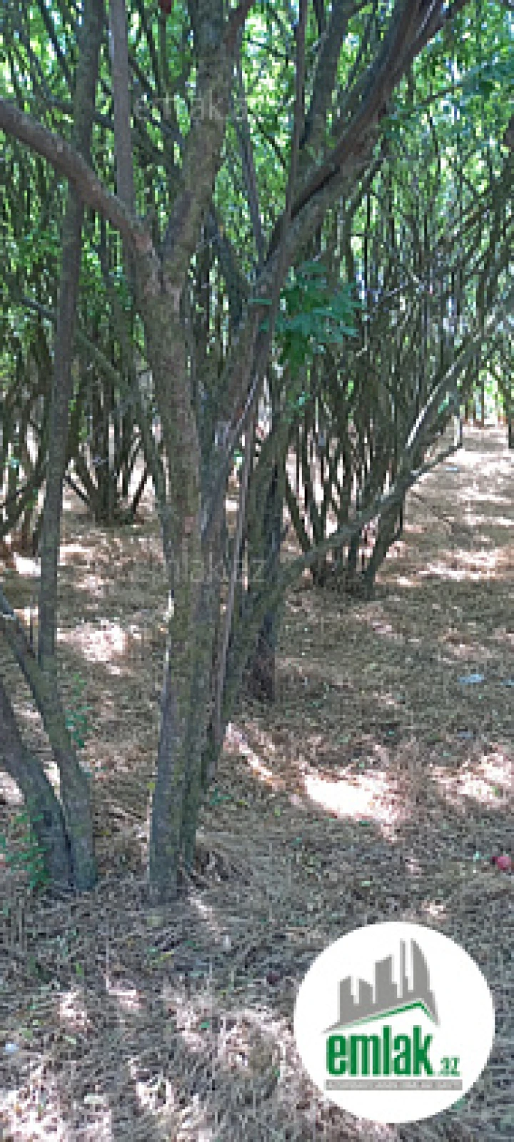 Satılır torpaq sahəsi 50 m²