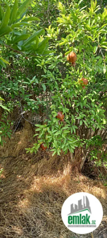 Satılır torpaq sahəsi 50 m²