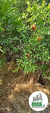 Satılır torpaq sahəsi 50 m² — Bakı, Görədil 50.00 m²