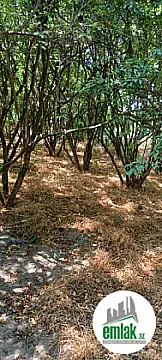 Satılır torpaq sahəsi 50 m²