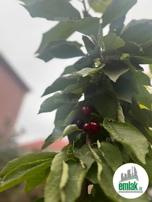 Satılır 5 otaqlı həyət evi 180 m²