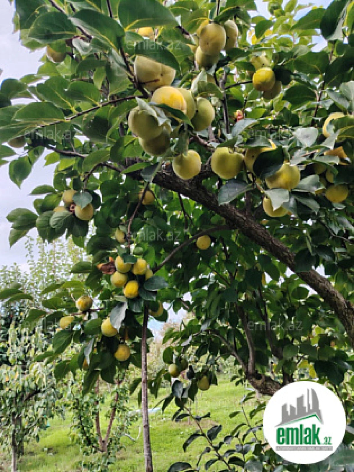 Satılır 7 otaqlı həyət evi 300 m²