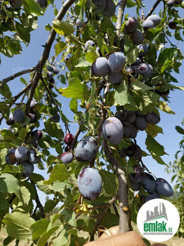 Satılır torpaq sahəsi 150 m²