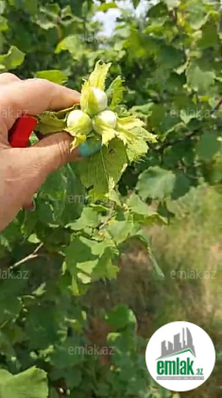 Satılır torpaq sahəsi 150 m²