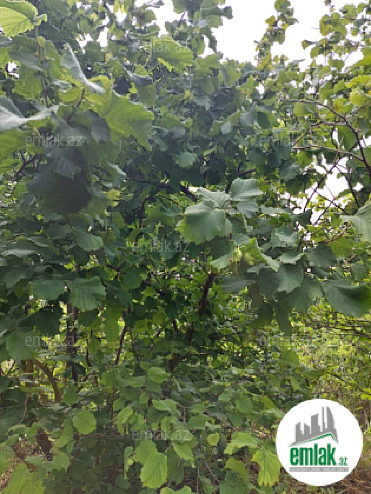 Satılır torpaq sahəsi 150 m²