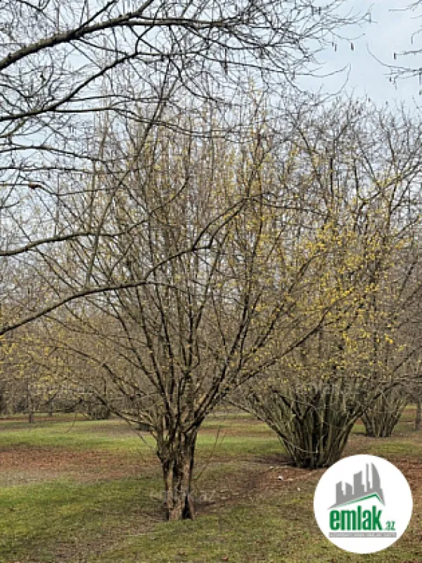 Satılır torpaq sahəsi 35 m²