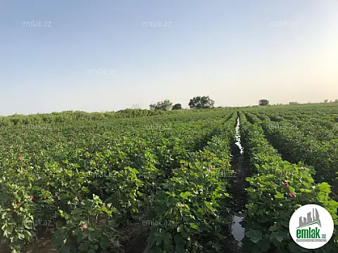 Satılır torpaq sahəsi 15000 m² — Bakı 15000.00 m²