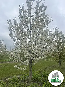 Satılır torpaq sahəsi 125 m²