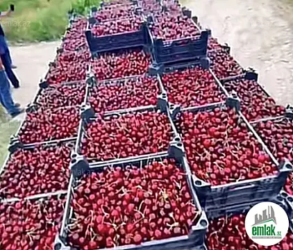 Satılır torpaq sahəsi 125 m²