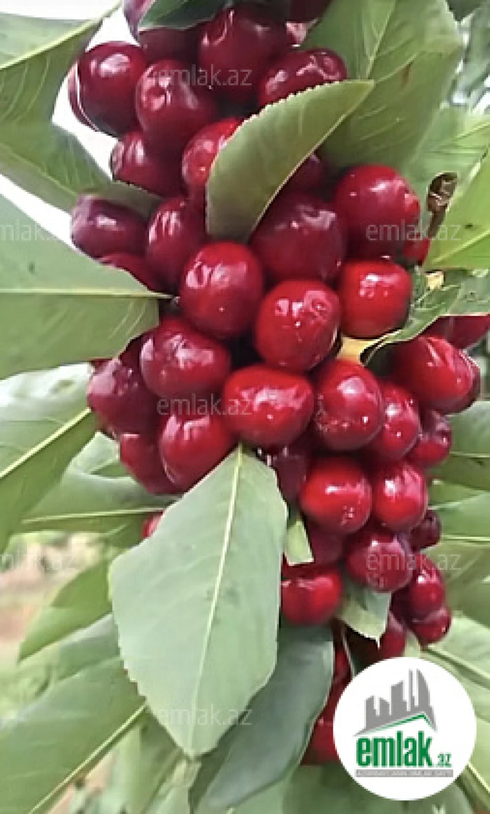 Satılır torpaq sahəsi 125 m²