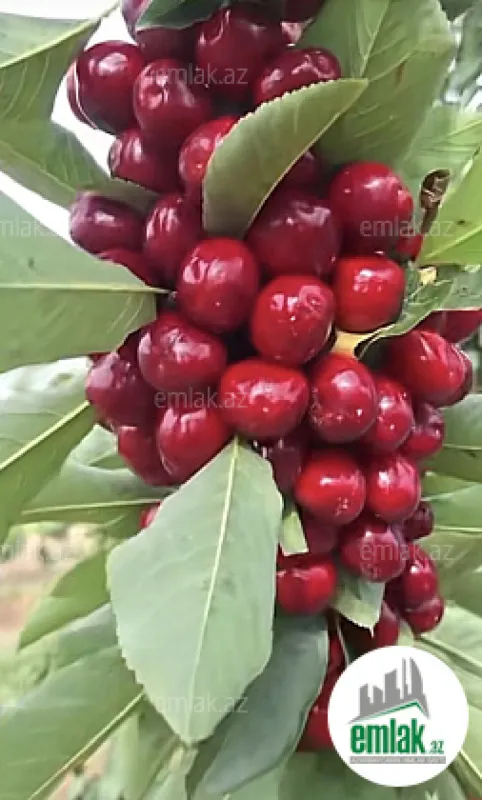 Satılır torpaq sahəsi 125 m²