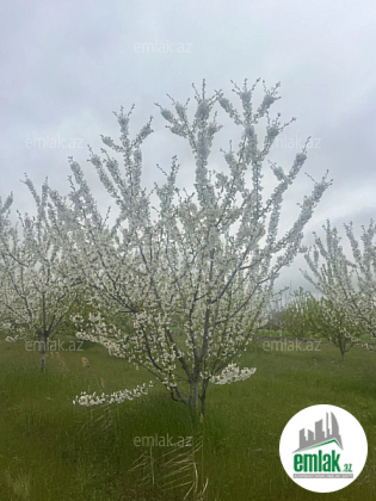 Satılır torpaq sahəsi 125 m²