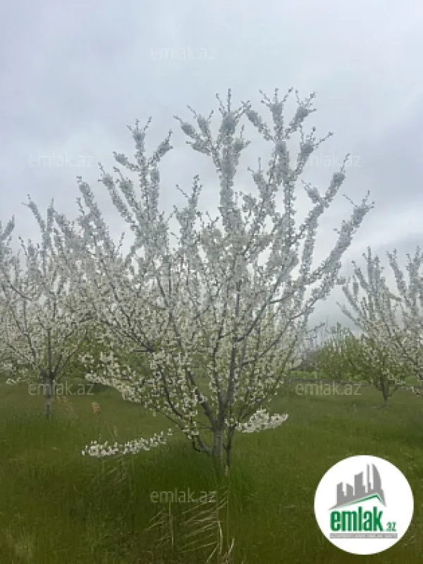 Satılır torpaq sahəsi 125 m²