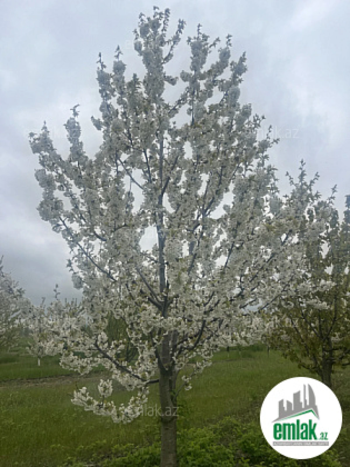 Satılır torpaq sahəsi 125 m²